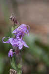 Chapman's blazing star